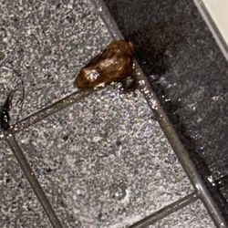 Fitness 19 - Poop