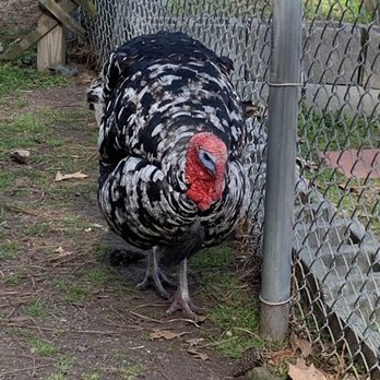 Bluebird Gap Farm - Turkey - Parks Near Me - Hampton, Virginia