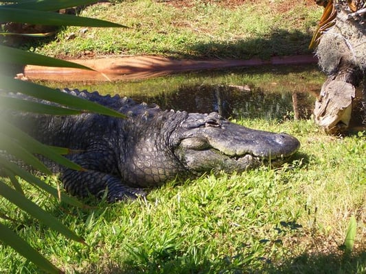 Honolulu Zoo by null
