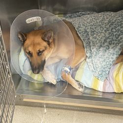 Pacific Animal Clinic