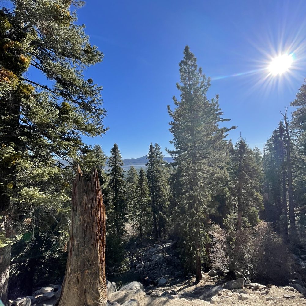 Castle Rock Trail - Trees - Hiking Near Me - Big Bear Lake, California