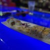 Sumo Japanese Steakhouse & Sushi Bar gift card