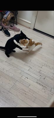 Parish Episcopal School by null