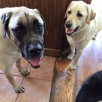 Love Us and Leave Us - Dog Walkers Near Me - Pittsfield, Massachusetts Love Us and Leave Us - Dog Walkers Near Me - Pittsfield, Massachusetts