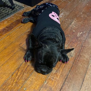 Pampered Paws Pet Grooming - My frenchie with her nails done - Pet Services Near Me - Springfield, Missouri Pampered Paws Pet Grooming - My frenchie with her nails done - Pet Services Near Me - Springfield, Missouri