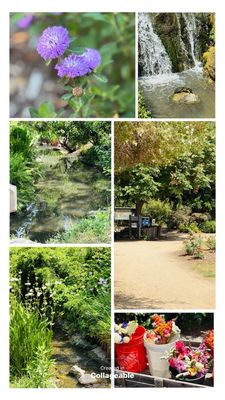Arboretum and Botanical Garden at Cal State Fullerton by null