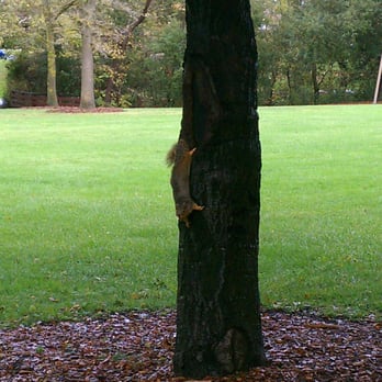 Moller Park - Killer squirrel!!! - Parks Near Me - Pleasanton, California