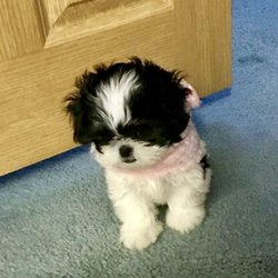 Bark Bath and Beyond - Little Holly
