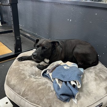 Makena CrossFit - Paul's dog - Gyms Near Me - Kihei, Hawaii Makena CrossFit - Paul's dog - Gyms Near Me - Kihei, Hawaii
