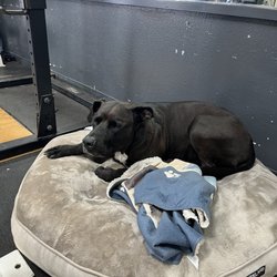 Makena CrossFit - Paul's dog