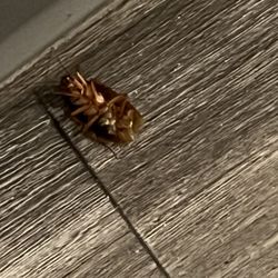 Catalina Post Acute and Rehabiliation - Large cockroach found in room