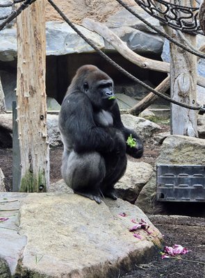 Hellabrunn Zoo by null