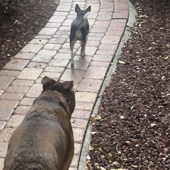 Ruff House Rescue - Pet Adoption Near Me