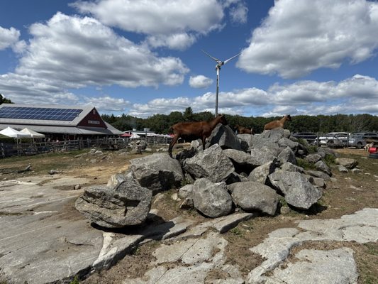 Red Apple Farm by null