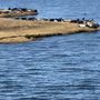 Photo of Long Island Whale & Seal Watching