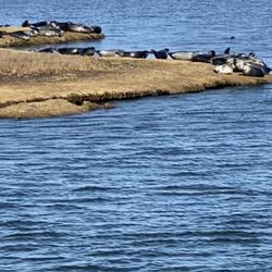 Long Island Whale & Seal Watching