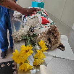 Animal Hospital of Brooklyn - Rest in Heavenly Peace My Fur Niece Sora Akira Uthuda aka my Little Fatty Boom Boom
