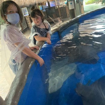 Florida Keys Aquarium Encounters - Sting ray pool - Aquariums Near Me - Marathon, Florida Florida Keys Aquarium Encounters - Sting ray pool - Aquariums Near Me - Marathon, Florida