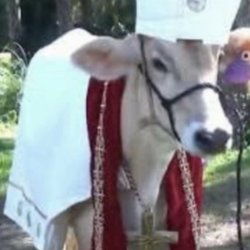 Holy cow