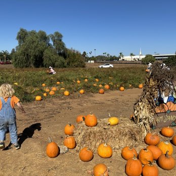 Farm Stand West, Fresh Produce, Pumpkin Patch, Christmas Trees - Pumpkin patch! - Fruits & Veggies Near Me - Escondido, California Farm Stand West, Fresh Produce, Pumpkin Patch, Christmas Trees - Pumpkin patch! - Fruits & Veggies Near Me - Escondido, California