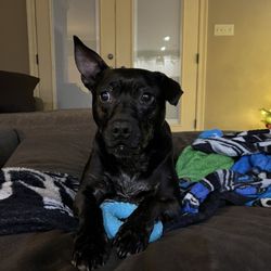 After Hour Animal Hospital - Rex
