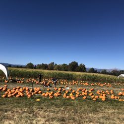 Cottonwood Farms - Pumpkins