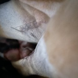 Beckley Veterinary Hospital - Her leg
