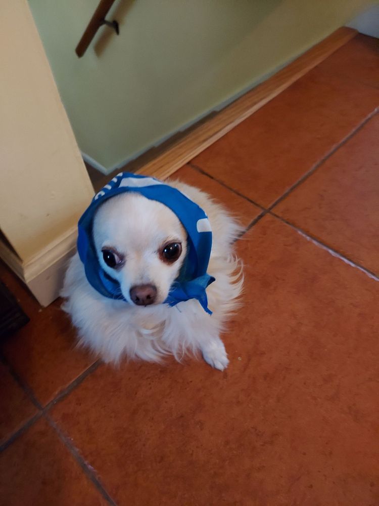 LOYAL COMPANION Updated September 2024 13 Photos & 12 Reviews 816