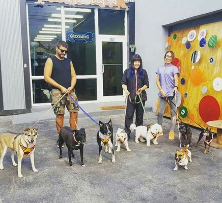 dog hairball treatment