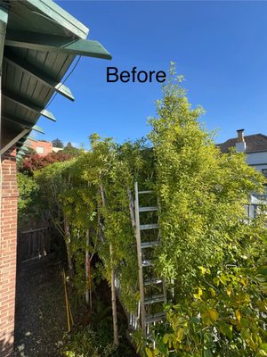 Tree Trimming Services - These are our tree trimming services. Selectively pruned interior branches to reduce wind resistance and improve light penetration. Tree Trimming Services - These are our tree trimming services. Selectively pruned interior branches to reduce wind resistance and improve light penetration.
