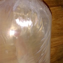 Sydney Discus World Aquariums - Apparently a Red Peacock, but disolving in bag after 48hrs