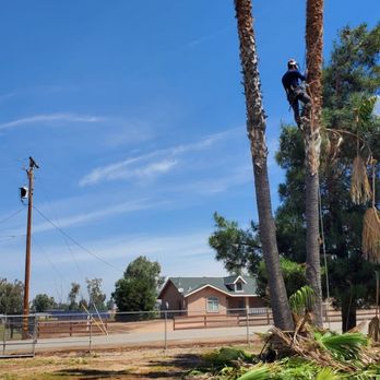 Varga's Tree Service - Tree Services Near Me