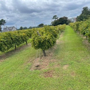 Sanctuary Vineyards - Vineyard - Wineries Near Me - Jarvisburg, North Carolina Sanctuary Vineyards - Vineyard - Wineries Near Me - Jarvisburg, North Carolina