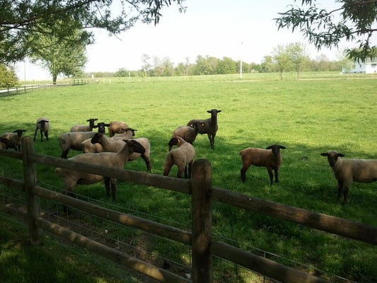 Amish & Healthy Foods by null