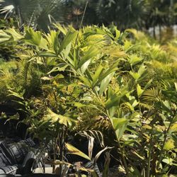 Meagher's Nursery - Just one of many, many, many choices from Meagher's today.