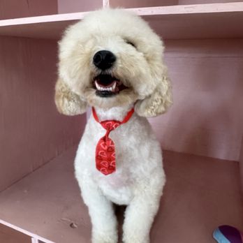 Luscious Paws - Dog getting a groom! - Pet Groomers Near Me - Laguna Niguel, California Luscious Paws - Dog getting a groom! - Pet Groomers Near Me - Laguna Niguel, California