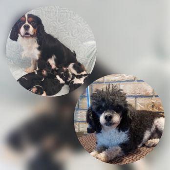 Brown’s Babies - Pet Breeders Near Me Brown’s Babies - Pet Breeders Near Me