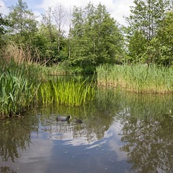 Camley Street Natural Park - Lovely afternoon in the Camley Street Natural Park