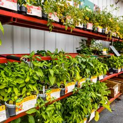 Ace Hardware
