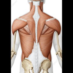 Robins All Natural - Deep tissue massages use firm pressure and slow stroked to massage deep layers of muscle and fascia, the connective tissue.
