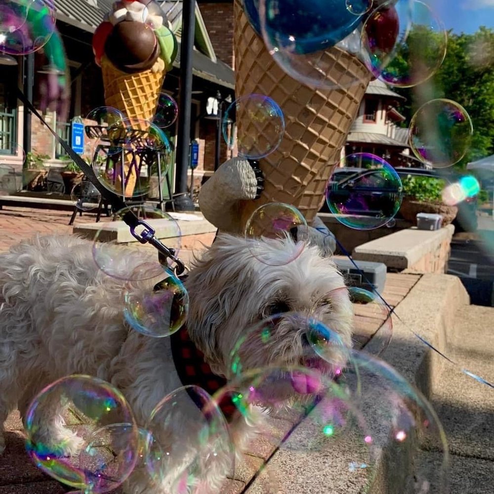 Polar Bear Ice Cream And Coffee - Bubbles in front of Polar Bear Ice Cream. - Ice Cream & Frozen Yogurt Near Me - Marble Hill, Georgia