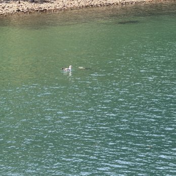 The Wharf - Sea lion and seagull discussing lunch. - Seafood Near Me - Fort Bragg, California