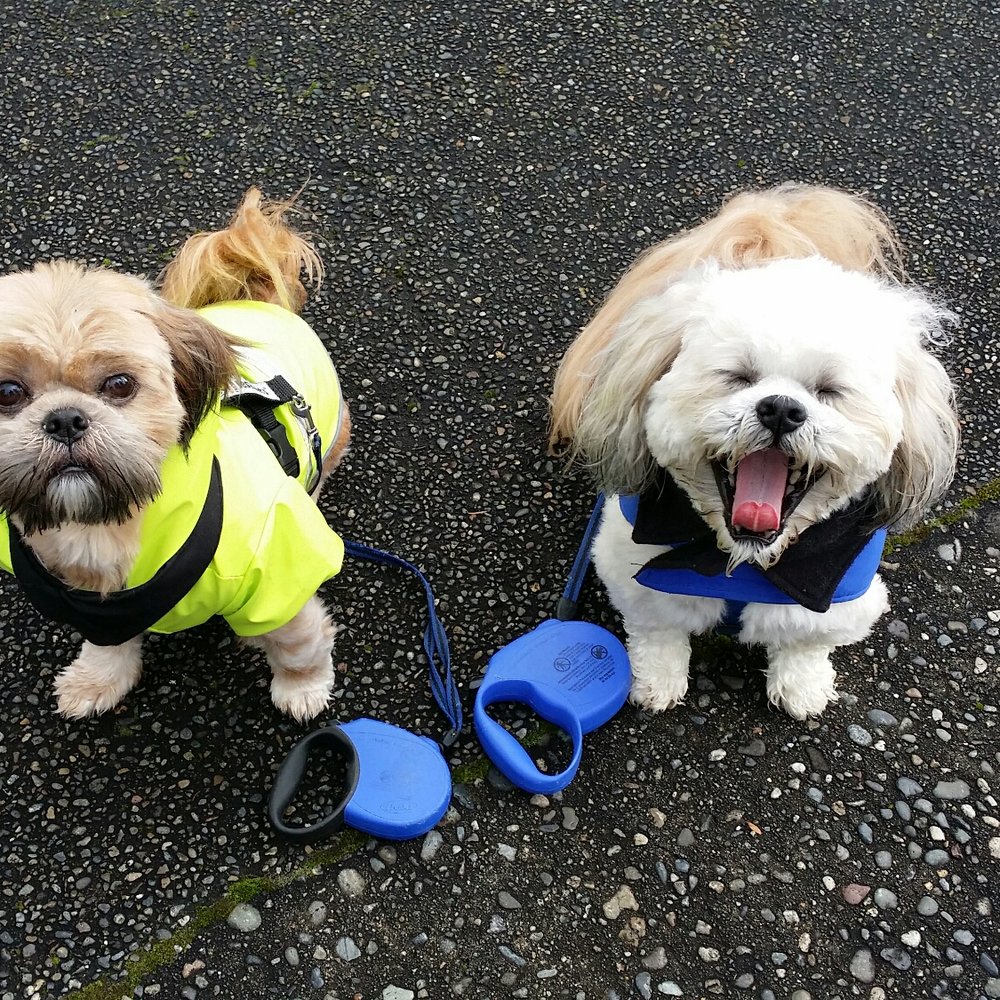 Personal & Pet Concierge - Quincie and Charlie - Pet Boarding Near Me - Tacoma, Washington Personal & Pet Concierge - Quincie and Charlie - Pet Boarding Near Me - Tacoma, Washington