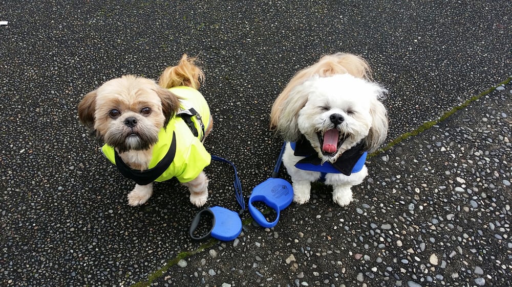 Personal & Pet Concierge - pet boarding facility in Tacoma, WA