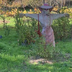 Luther Burbank's Gold Ridge Experiment Farm - Creative scarecrow