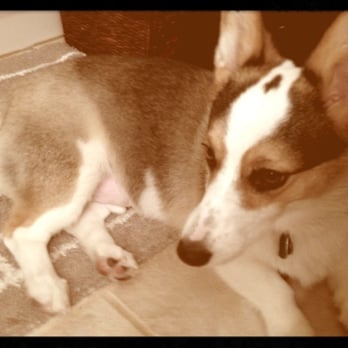 Shelly's Pet Grooming - Just took my corgi in and he is loving his clean coat (he was prior shaved in 12-11, it's now 3-12 by elsewhere) they fixed him - Pet Groomers Near Me - Tempe, Arizona