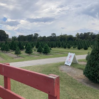 Old Time Christmas Tree Farm - Christmas Trees Near Me - Spring, Texas