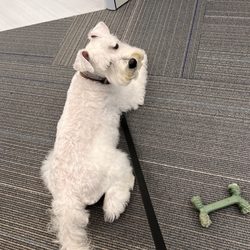 Ladera Ranch Grooming & Pet Spa