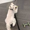 Ladera Ranch Grooming & Pet Spa gift card