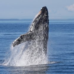 Puget Sound Express - Port Angeles